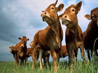 Brazilian beef