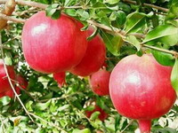 Uzbekistan-pomegranate
