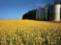 Canada rapeseed