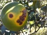 citrus-canker